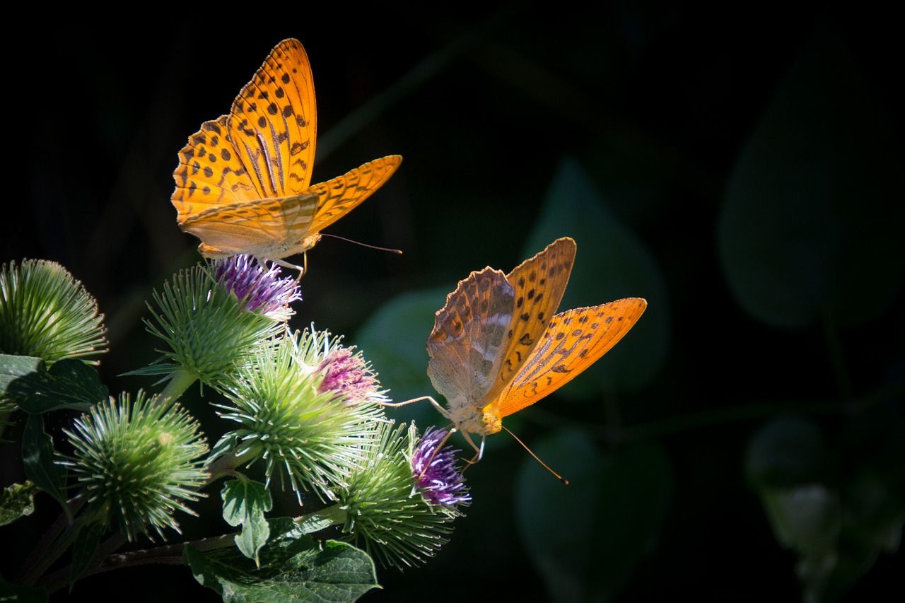 Hodowla motyli – fascynujące hobby dla miłośników tropikalnych gatunków i motyli krajowych